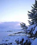 hs011851-01.jpg
gróður í vetrarbúningi, vegetation cocered with snow