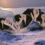 hs007133-01.jpg
frosin Hvönn, frosinn gróður, frosen vegetation