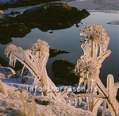 hs007132-01.jpg
frosin Hvönn, frosinn gróður, frosen vegetation