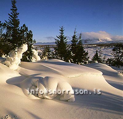 hs007127-01.jpg
snjór og grenitré, cristmas trees