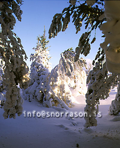 hs006343-01.jpg
Grenitré
Cristmas trees