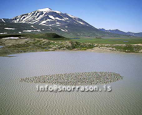 hs005856-01.jpg
Snæfell, heiagæsir