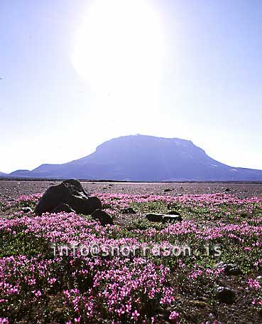 hs005840-01.jpg
Herðubreið