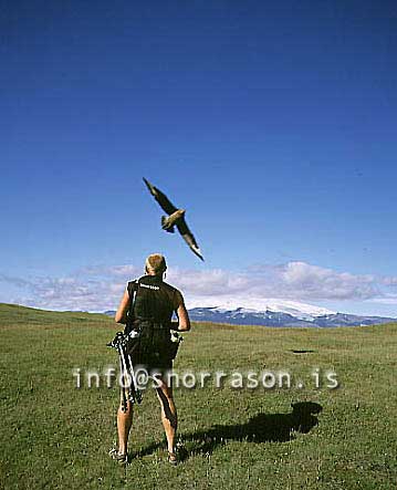 hs008572-01.jpg
Ferðamaður á gangi í ingólfshöfða, skúmur á flugi
Arctic Skua in Ingólfshofdi se- iceland