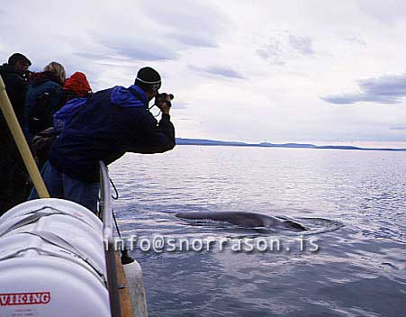 hs001442-01.jpg
Hvalur á Skjálfandaflóa
whale !