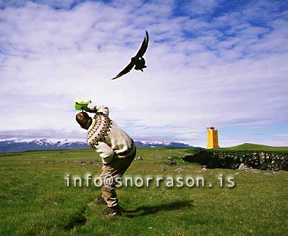 hs000870-01.jpg
Skúmur gerir atlögu að ferðamanni í Ingólfshöfða
Arctic Skue attacks. From Ingolfshöfdi, southeast Iceland