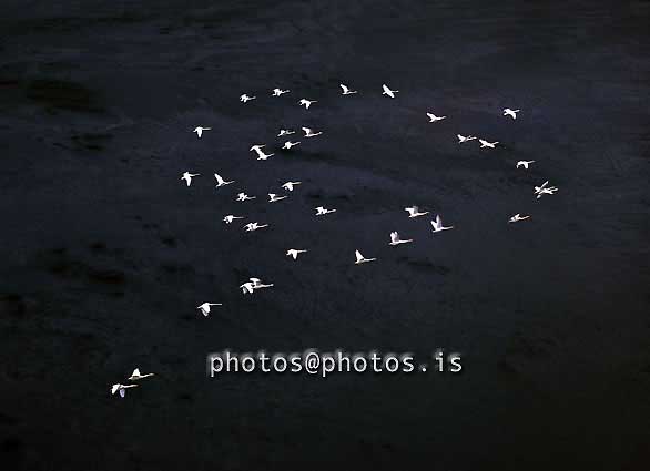 Swans over black sand.jpg