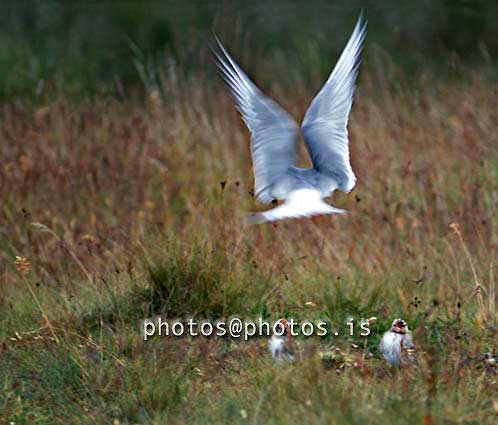 Arctic Tern.jpg