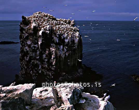 18951-Kallinn in Langanes peninsula.jpg