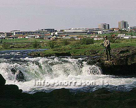 hs009585-01.jpg
Elliðárnar, Ellidaá, salmon river inside Reykjavik