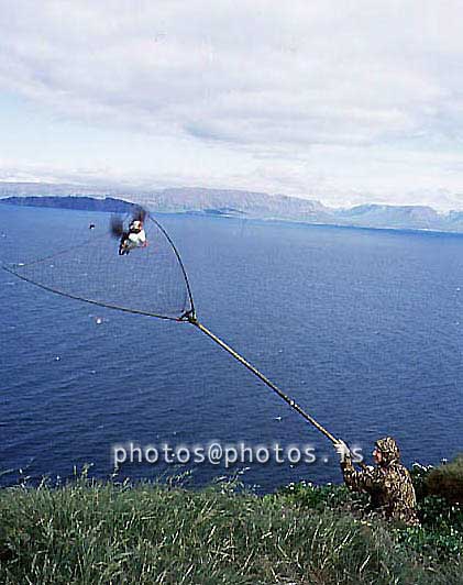 hs016841-01.jpg
Maður og Lundi, Lundaveiði í Drangey, Puffin hunting in Drangey