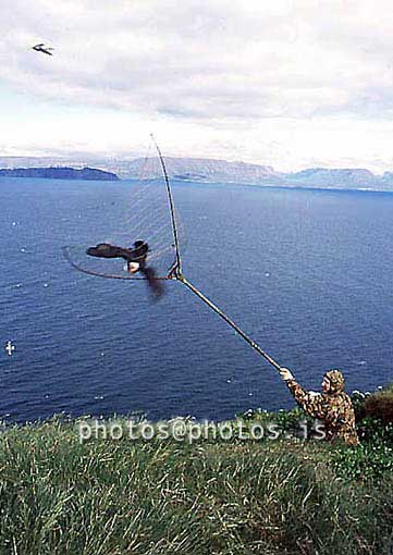 hs016838-01.jpg
Maður og Lundi, Lundaveiði í Drangey, Puffin hunting in Drangey