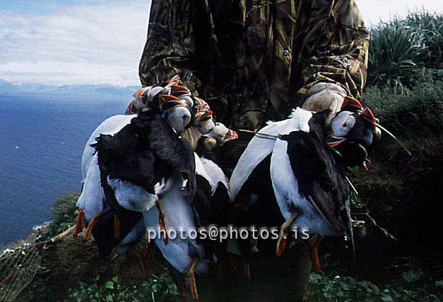 hs016812-01.jpg
 Lundaveiði í Drangey, Puffin hunting in Drangey